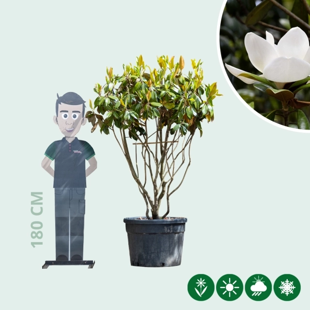 Magnolia grandiflora mehrstämmig