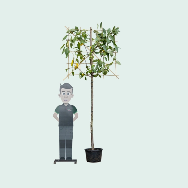 Kordia Spalierbaum groß