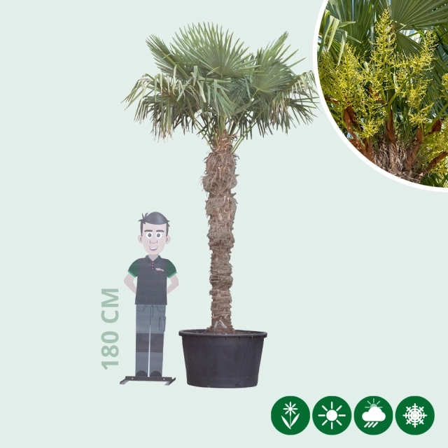 Chinesische Hanfpalme 200 cm Stammhöhe