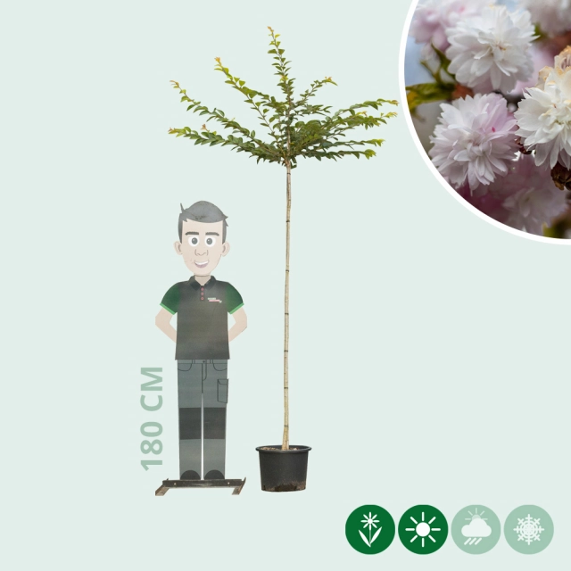 Japanische Blütenkirsche 'Autumnalis Rosea'