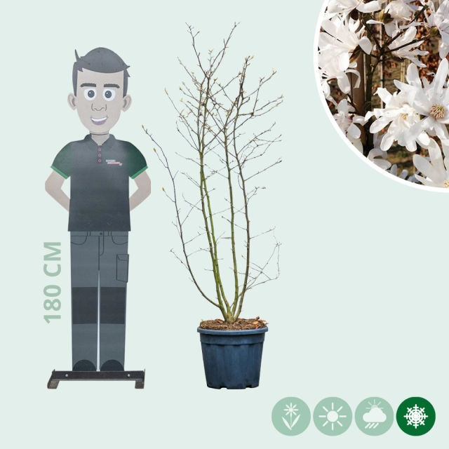 Magnolie 'Stellata' mehrstämmig