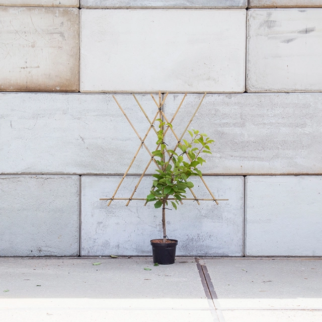 Prunus a. 'Bigarreau Burlat' als Spalier