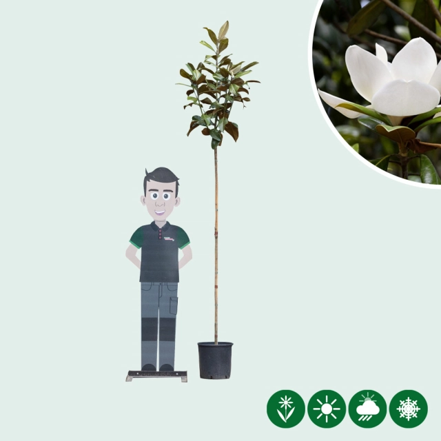 Magnolie grandiflora