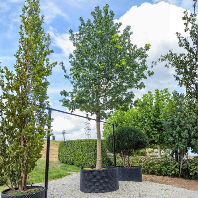 Amberbaum ‘Lane Roberts’ #107