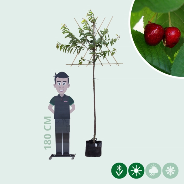 Prunus a. 'Stella' als Spalier