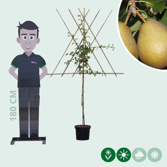 Pyrus c. 'Beurré Hardy' als Spalier