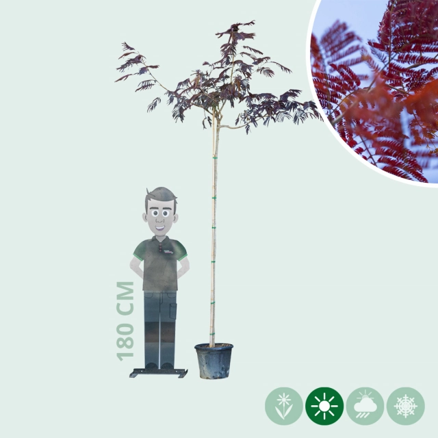 Roter Perischer Schlafbaum