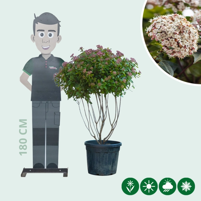 Schneeball mehrstämmig