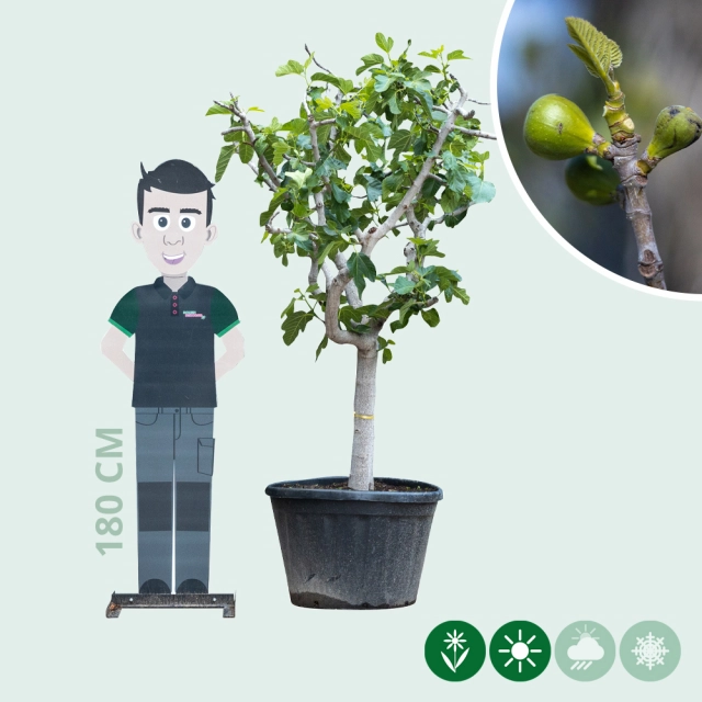 Feigenbaum  25/30 cm