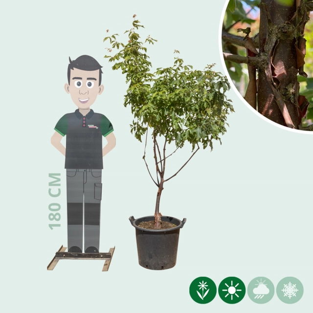 Zimt-Ahorn mehrstämmig