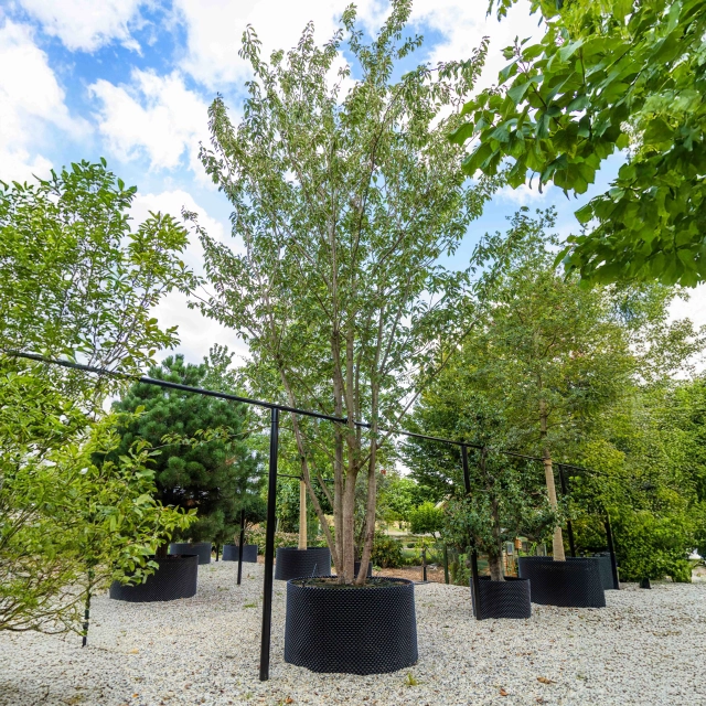 Japanische Zierkirsche 'Kanzan' mehrstämmig #1