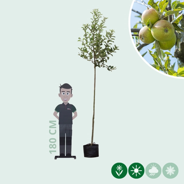 Malus d. 'Elstar'