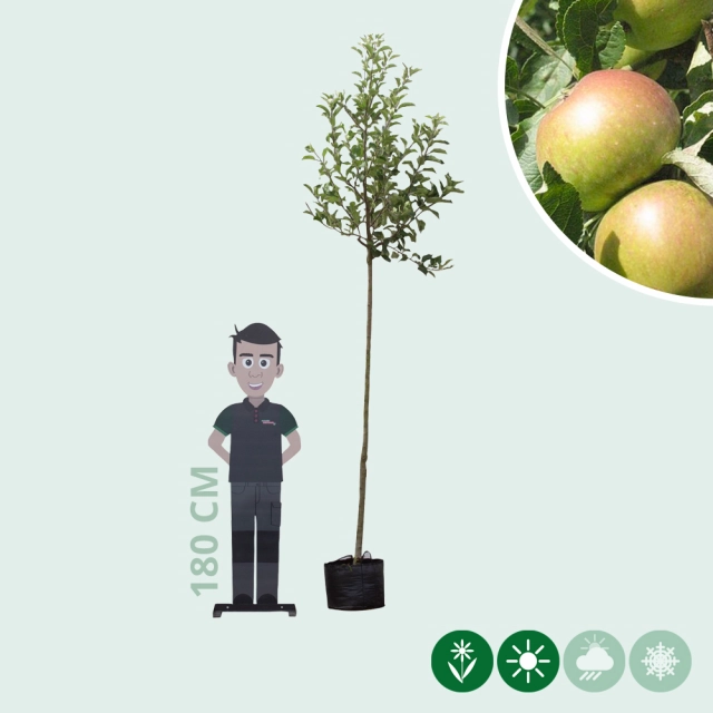 Malus d. 'James Grieve'