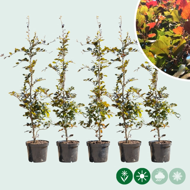 Blutbuchenhecke pro Meter einreihig