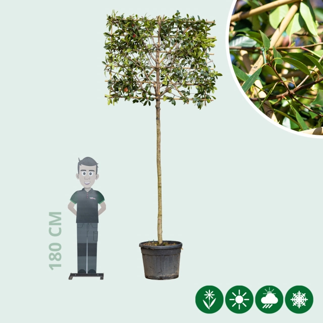 Glanzmispel als Spalierbaum