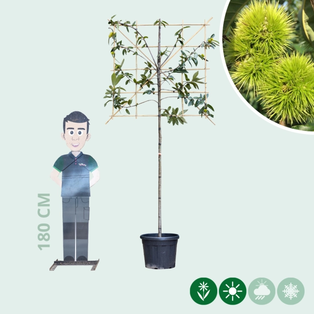 Edelkastanie als Spalier