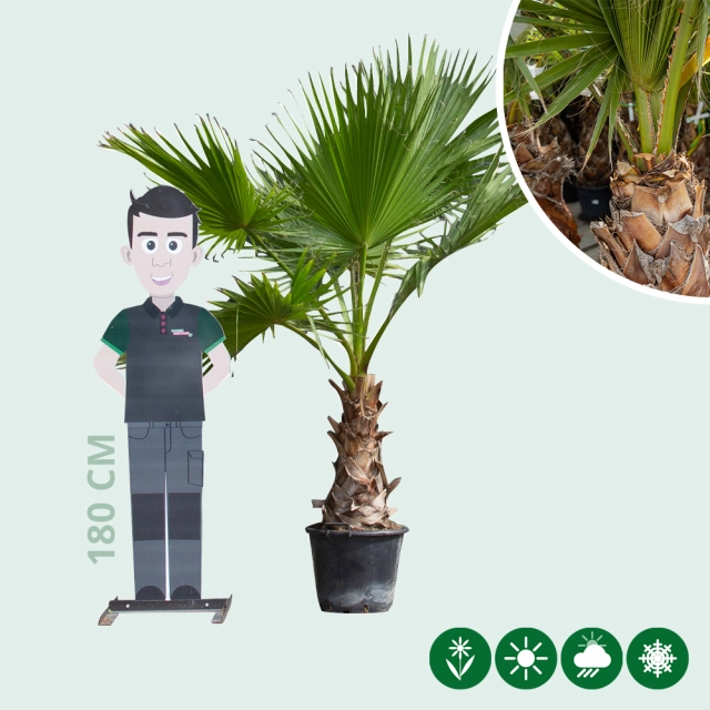 Mexikanische Washingtonpalme
