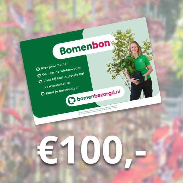 Baumbon 100 €