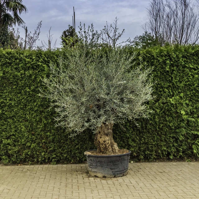 Olivenbaum 'Bonsai' #85