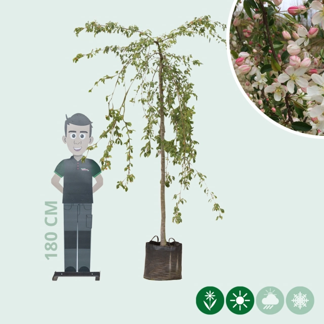 Grüner Hänge-Zierapfel