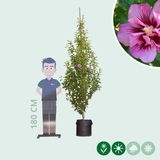 Säulen-Hibiskus ‘Purple Pillar’