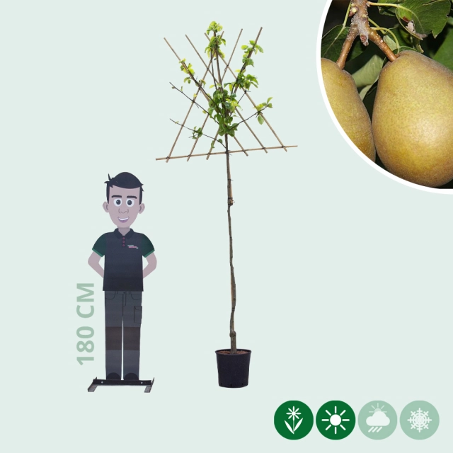 Pyrus c. 'Beurré Hardy' als Spalier