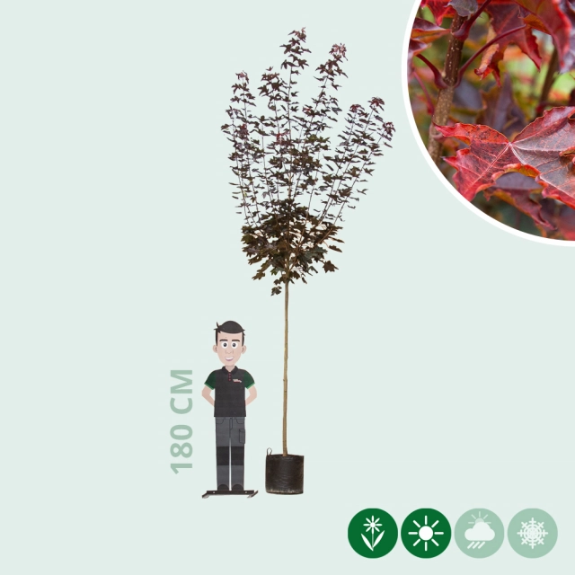 Acer platanoides Royal Red