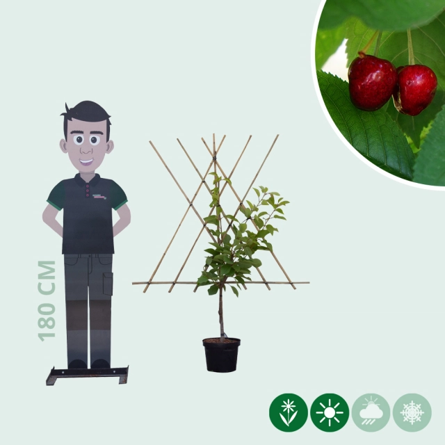 Prunus a. 'Stella' als Spalier