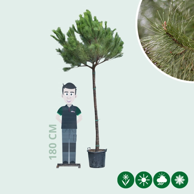 Schirmkiefer Hochstamm