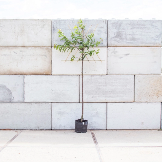 Prunus A. Doppelte Maikirsche als Spalier