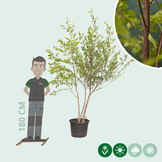 Schwarzbirke mehrstämmig