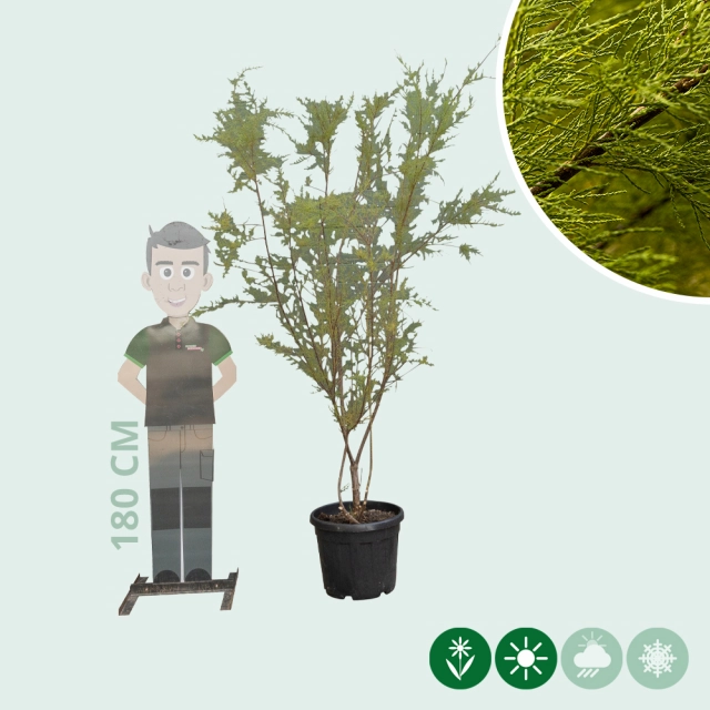 Tamariske mehrstämmig