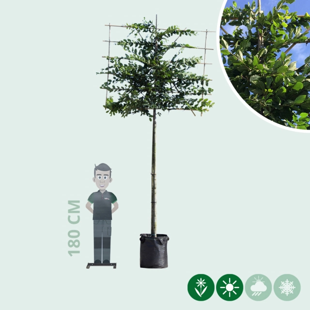 Hainbuche als Spalier