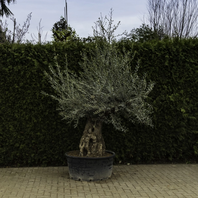 Olivenbaum 'Bonsai' #89