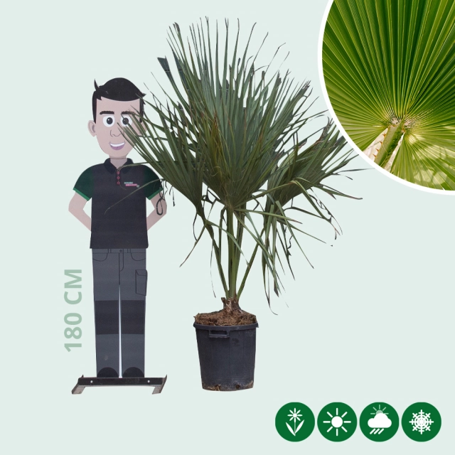 Zwergpalme Palmetto