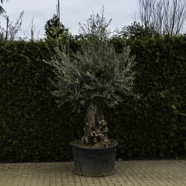 Olivenbaum 'Bonsai' #98