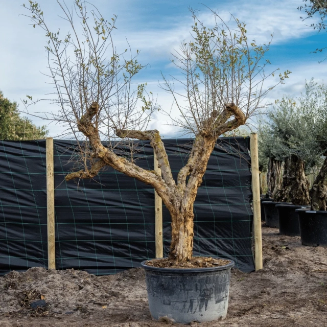 Granatapfelbaum ausgewachsen #2