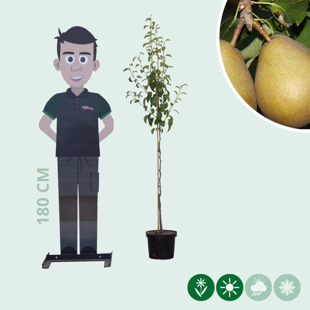 Pyrus c. 'Beurré Hardy'