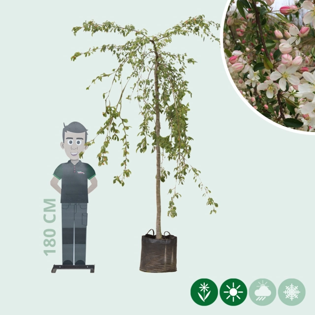 Grüner Hänge-Zierapfel