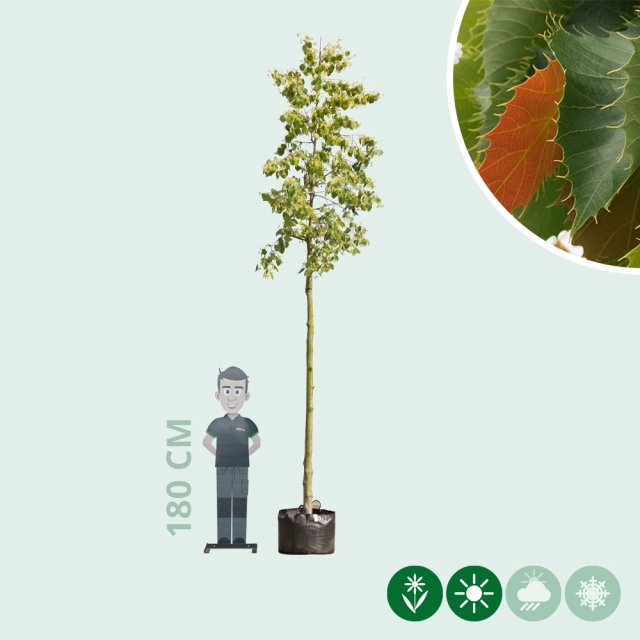 Linde Tilia henryana