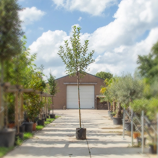 Großer Apfelbaum Elstar