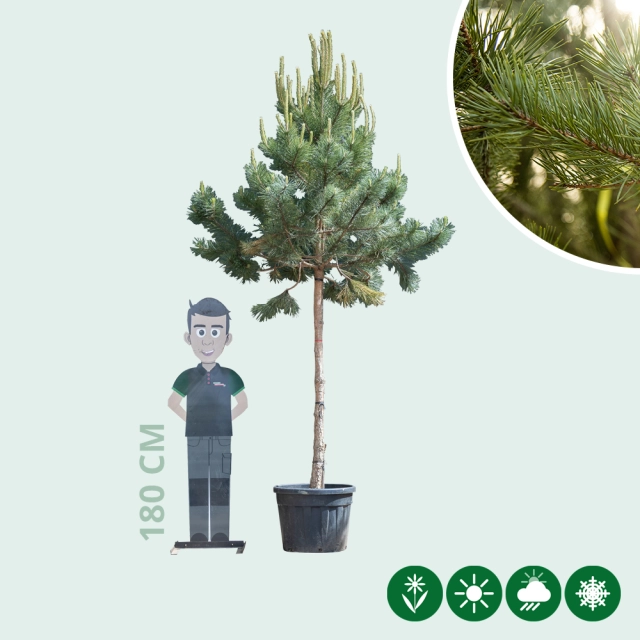 Waldkiefer