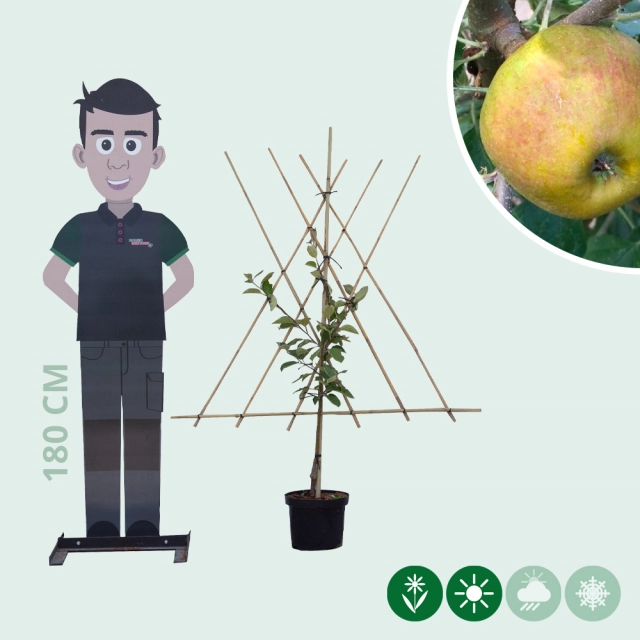 Malus d. 'Schone van Boskoop'/'Goudreinette' als Spalier
