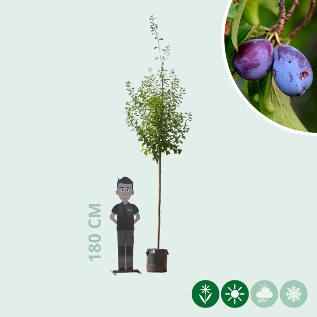 Großer Pflaumenbaum Victoria