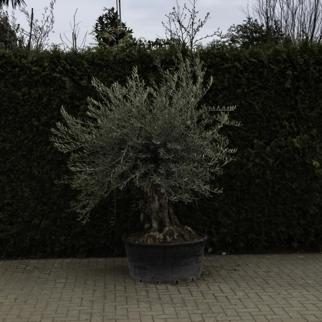 Olivenbaum 'Bonsai' #92