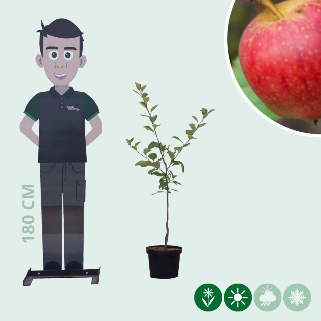 Malus d. 'Notarisappel'