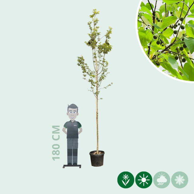 Europäischer Zürgelbaum