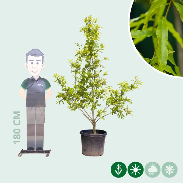 Weidenblättrige Eichemehrstämmig