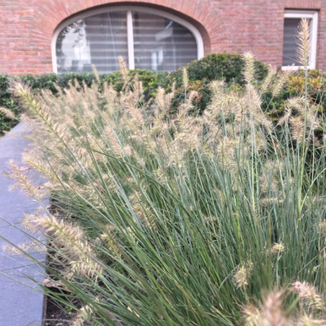 Lampenputzergras ‘Hameln’