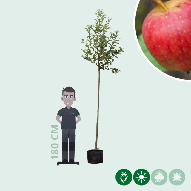 Malus d. 'Notarisappel'